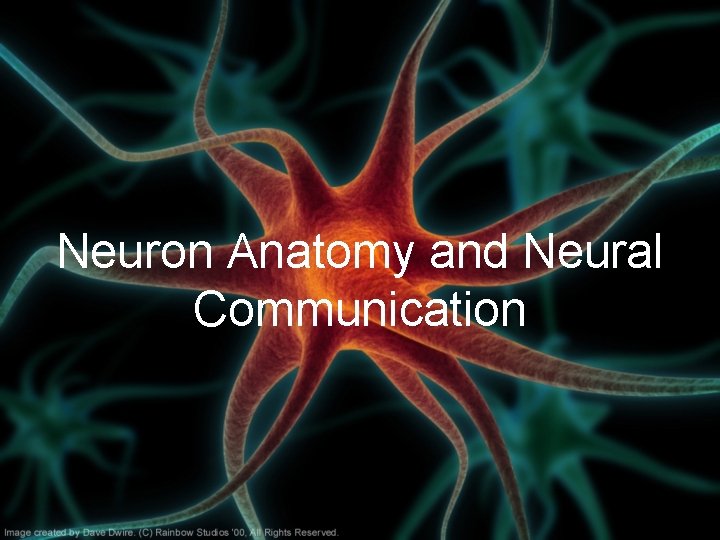 Neuron Anatomy and Neural Communication 