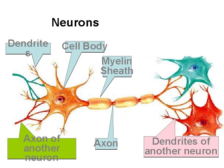 Neurons Dendrite s Axon of another neuron Cell Body Myelin Sheath Axon Dendrites of