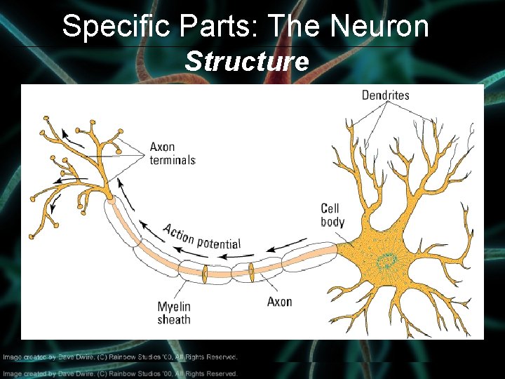 Specific Parts: The Neuron Structure 