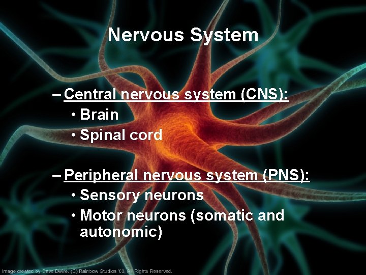 Nervous System – Central nervous system (CNS): • Brain • Spinal cord – Peripheral