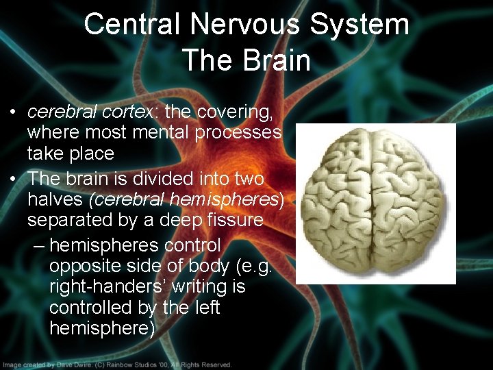 Central Nervous System The Brain • cerebral cortex: the covering, where most mental processes