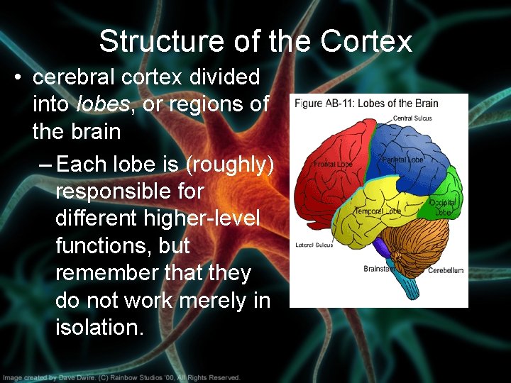 Structure of the Cortex • cerebral cortex divided into lobes, or regions of the