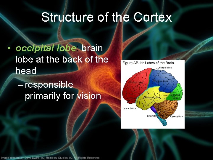 Structure of the Cortex • occipital lobe: brain lobe at the back of the