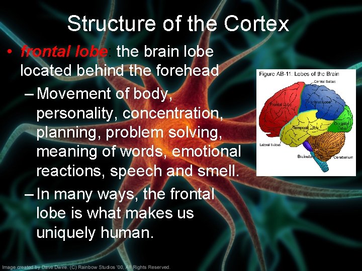 Structure of the Cortex • frontal lobe: the brain lobe located behind the forehead