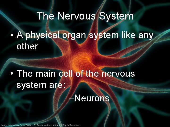 The Nervous System • A physical organ system like any other • The main