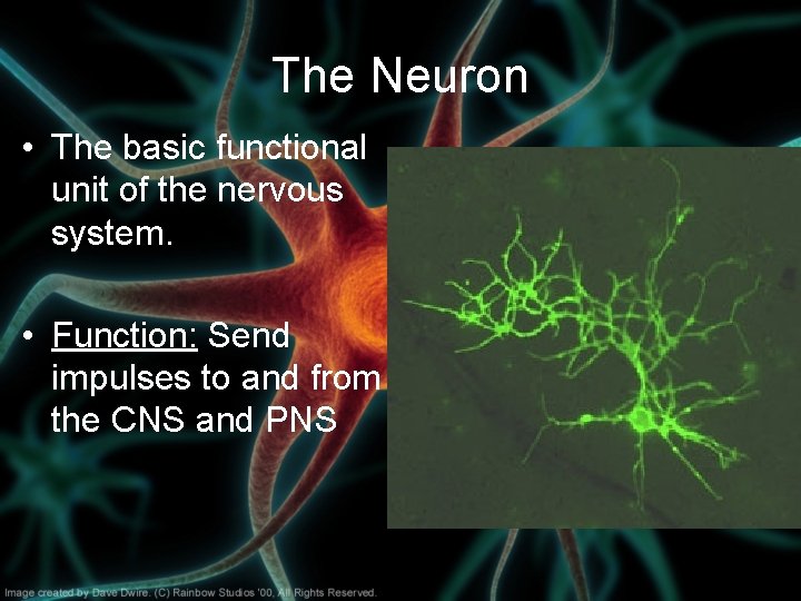 The Neuron • The basic functional unit of the nervous system. • Function: Send