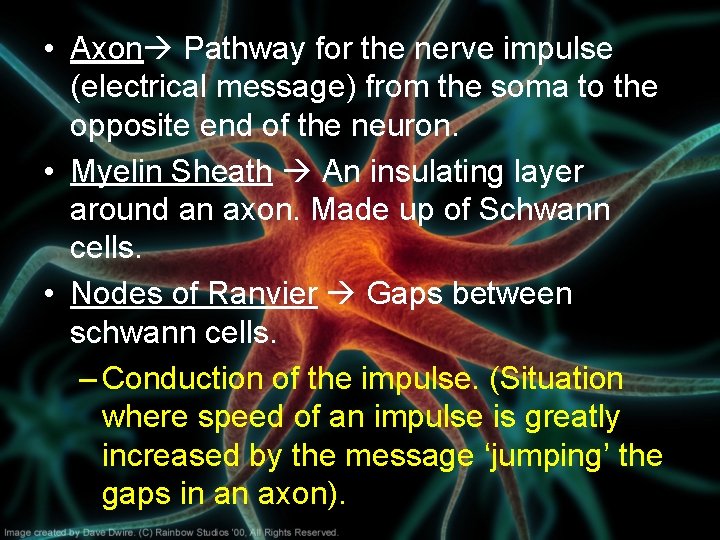  • Axon Pathway for the nerve impulse (electrical message) from the soma to