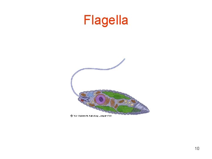 Flagella 10 