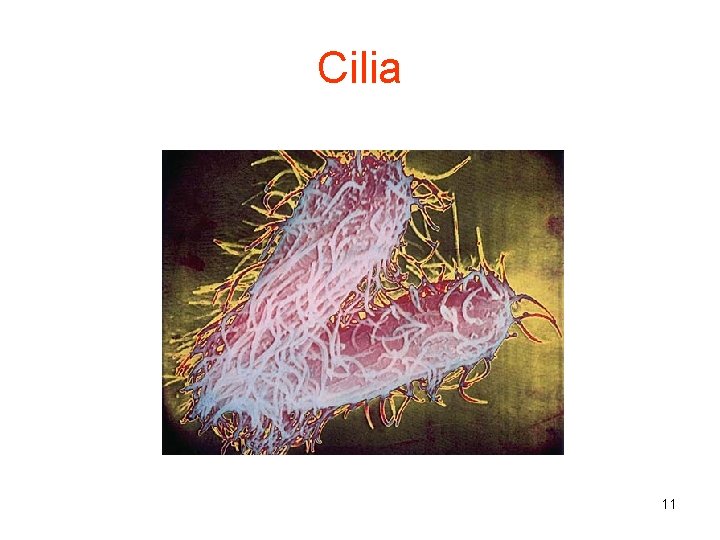 Cilia 11 