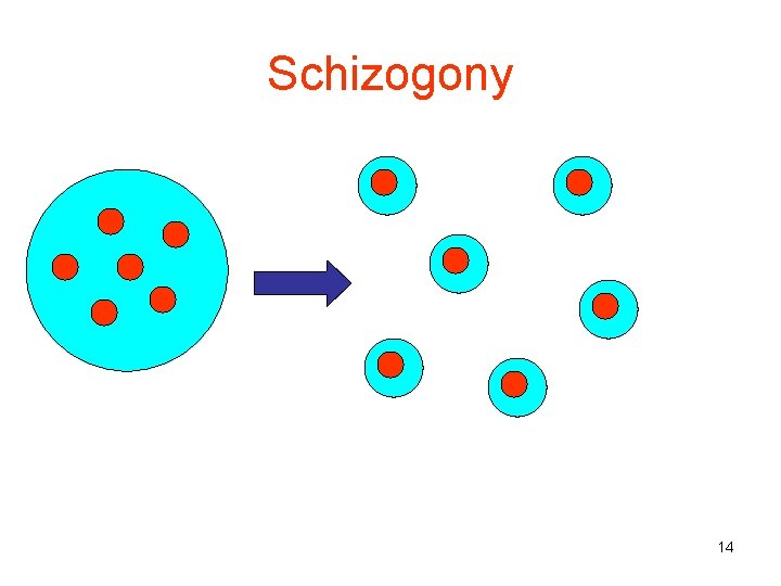 Schizogony 14 