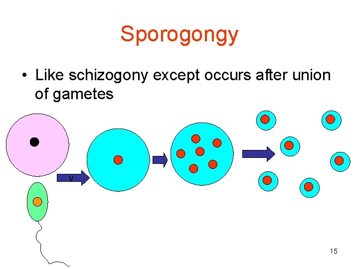Sporogongy • Like schizogony except occurs after union of gametes v 15 