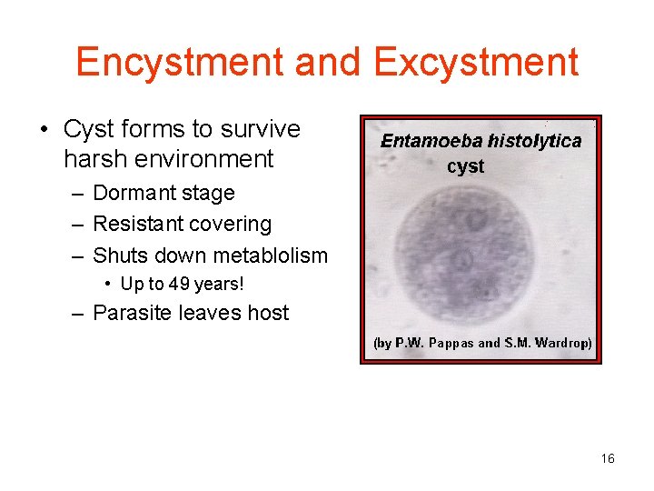 Encystment and Excystment • Cyst forms to survive harsh environment – Dormant stage –