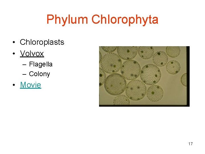 Phylum Chlorophyta • Chloroplasts • Volvox – Flagella – Colony • Movie 17 
