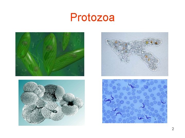 Protozoa 2 
