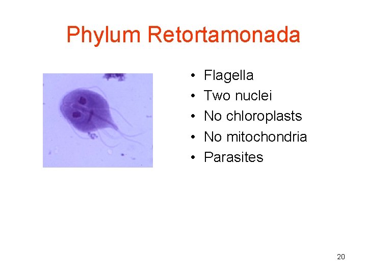 Phylum Retortamonada • • • Flagella Two nuclei No chloroplasts No mitochondria Parasites 20