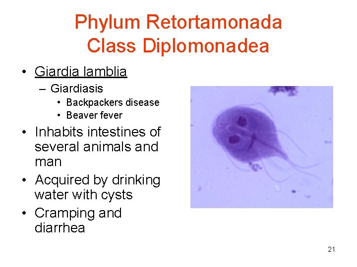 Phylum Retortamonada Class Diplomonadea • Giardia lamblia – Giardiasis • Backpackers disease • Beaver