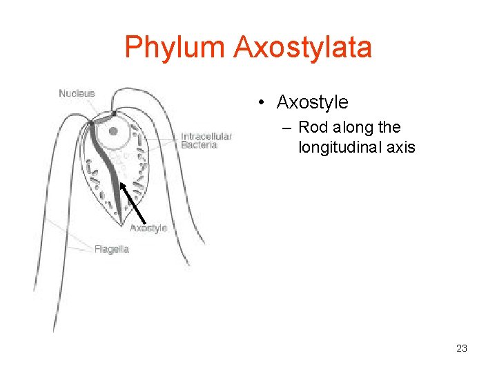 Phylum Axostylata • Axostyle – Rod along the longitudinal axis 23 