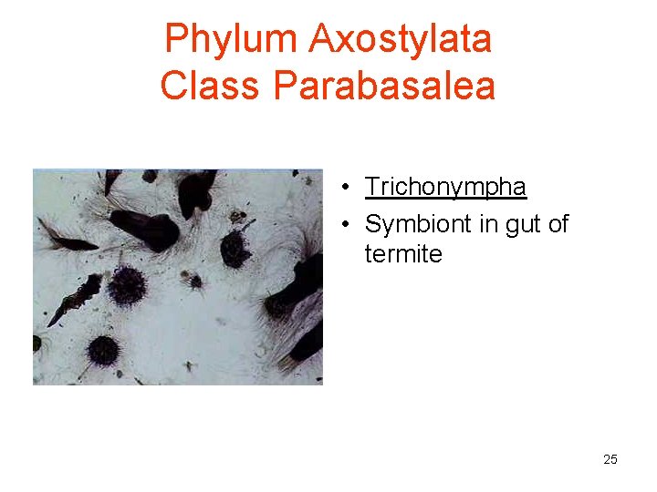 Phylum Axostylata Class Parabasalea • Trichonympha • Symbiont in gut of termite 25 