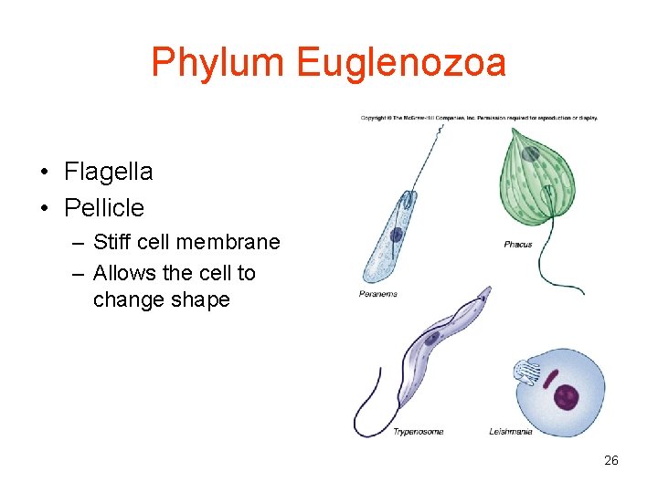 Phylum Euglenozoa • Flagella • Pellicle – Stiff cell membrane – Allows the cell