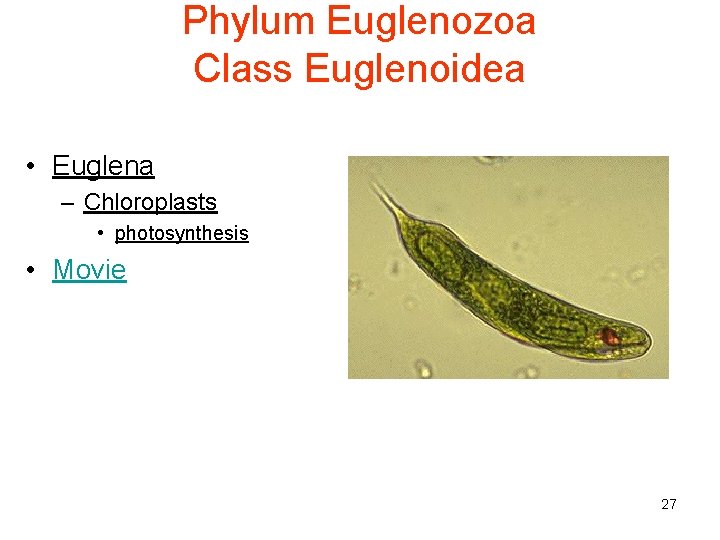 Phylum Euglenozoa Class Euglenoidea • Euglena – Chloroplasts • photosynthesis • Movie 27 
