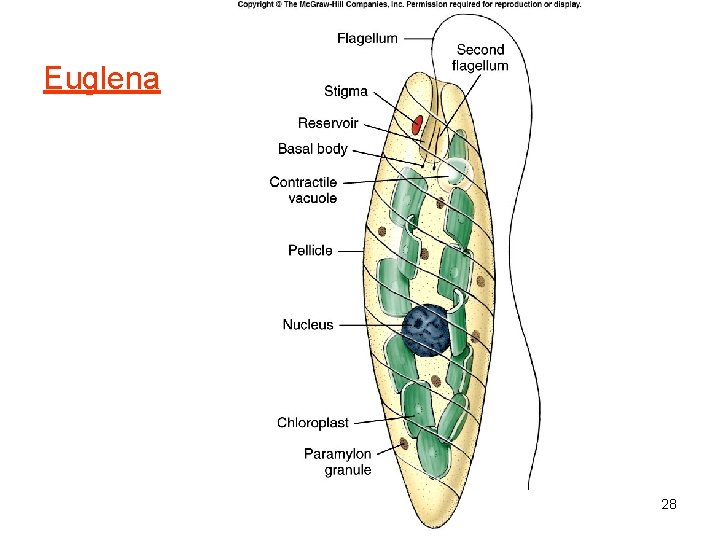 Euglena Fig. 11. 14 28 