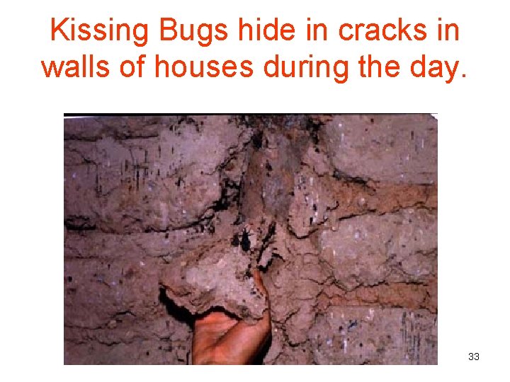 Kissing Bugs hide in cracks in walls of houses during the day. 33 