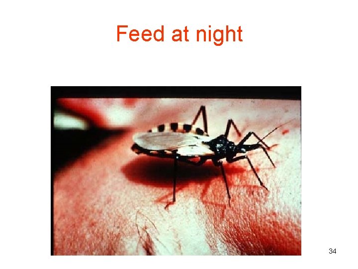 Feed at night 34 
