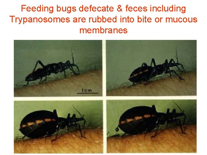 Feeding bugs defecate & feces including Trypanosomes are rubbed into bite or mucous membranes