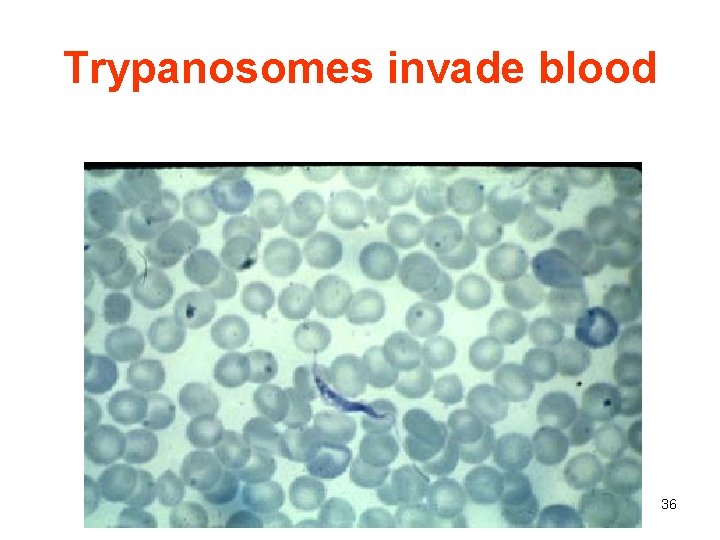 Trypanosomes invade blood 36 