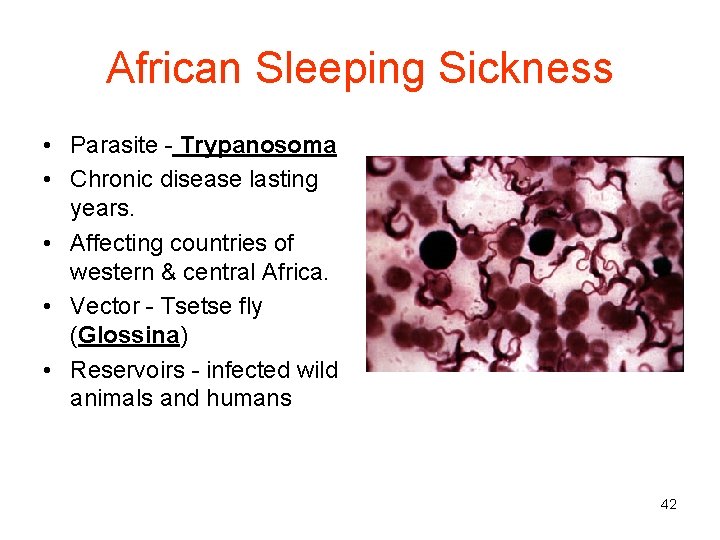 African Sleeping Sickness • Parasite - Trypanosoma • Chronic disease lasting years. • Affecting
