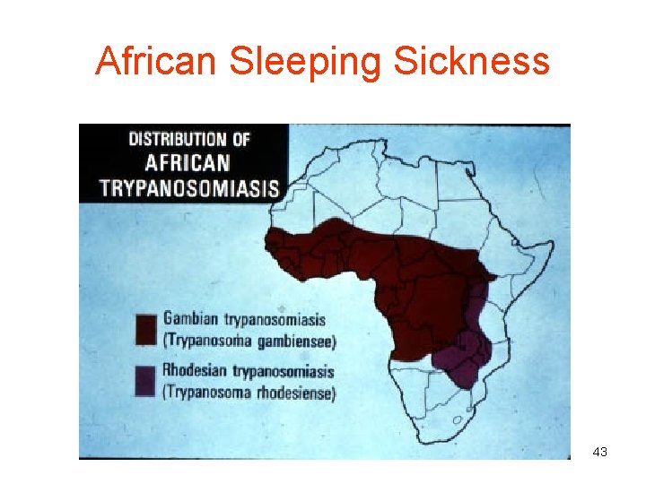 African Sleeping Sickness 43 