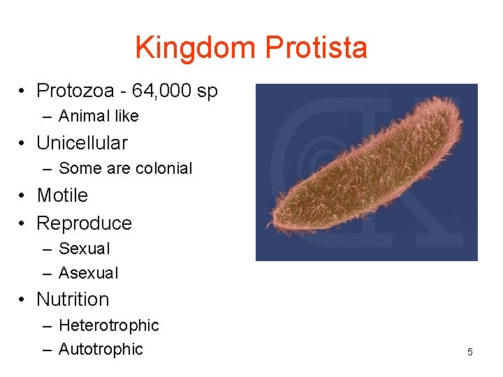Kingdom Protista • Protozoa - 64, 000 sp – Animal like • Unicellular –