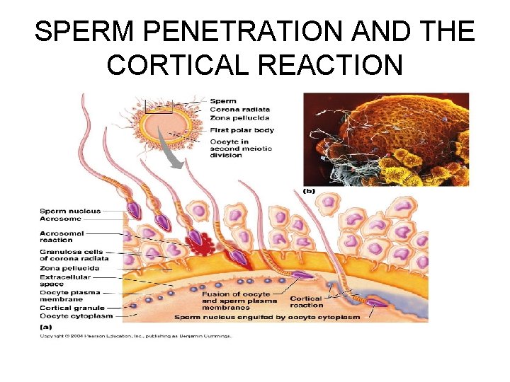 SPERM PENETRATION AND THE CORTICAL REACTION 