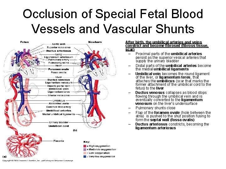 Occlusion of Special Fetal Blood Vessels and Vascular Shunts • After birth, the umbilical