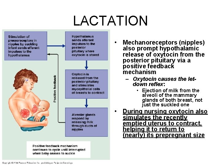 LACTATION • Mechanoreceptors (nipples) also prompt hypothalamic release of oxytocin from the posterior pituitary