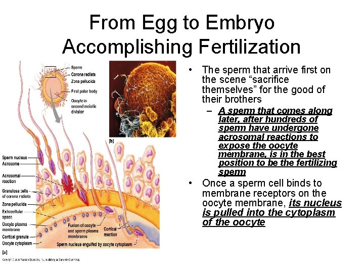 From Egg to Embryo Accomplishing Fertilization • The sperm that arrive first on the