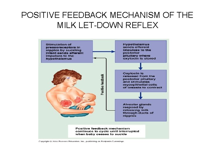 POSITIVE FEEDBACK MECHANISM OF THE MILK LET-DOWN REFLEX 