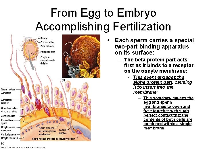 From Egg to Embryo Accomplishing Fertilization • Each sperm carries a special two-part binding