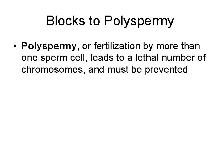 Blocks to Polyspermy • Polyspermy, or fertilization by more than one sperm cell, leads