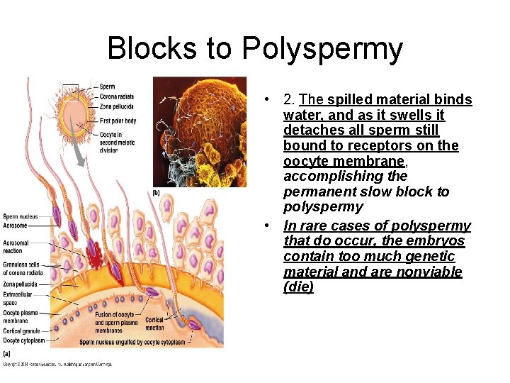 Blocks to Polyspermy • 2. The spilled material binds water, and as it swells