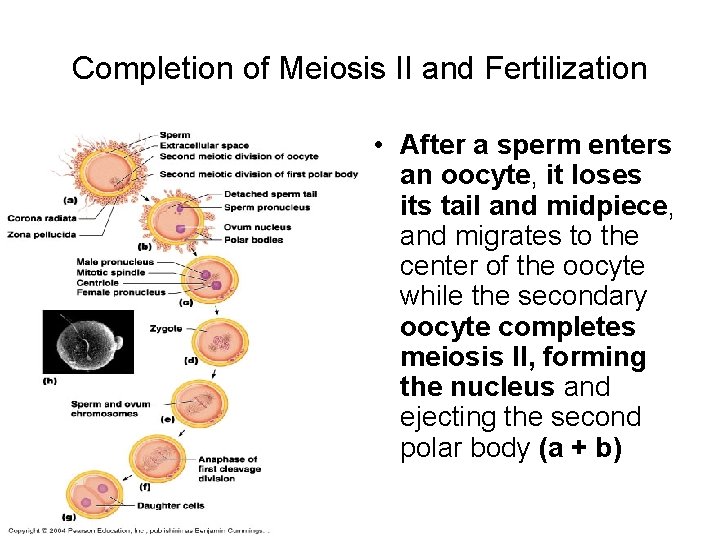 Completion of Meiosis II and Fertilization • After a sperm enters an oocyte, it