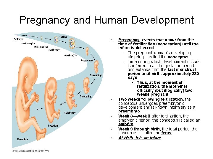 Pregnancy and Human Development • • • Pregnancy: events that occur from the time