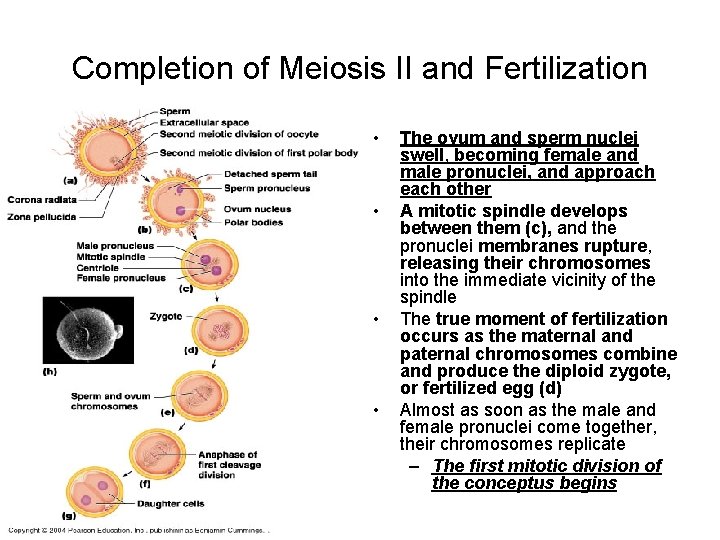 Completion of Meiosis II and Fertilization • • The ovum and sperm nuclei swell,