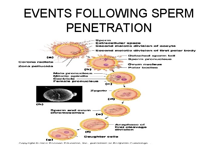 EVENTS FOLLOWING SPERM PENETRATION 