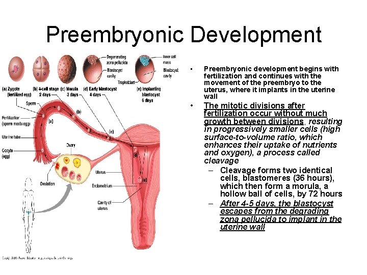 Preembryonic Development • Preembryonic development begins with fertilization and continues with the movement of