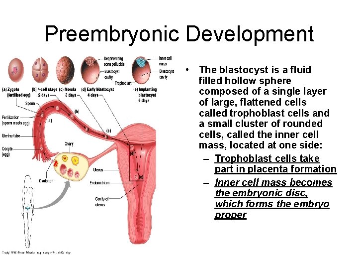 Preembryonic Development • The blastocyst is a fluid filled hollow sphere composed of a