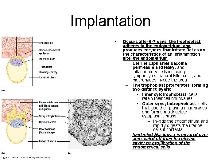 Implantation • Occurs after 6 -7 days; the trophoblast adheres to the endometrium, and