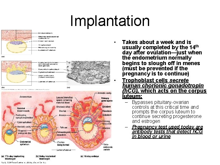 Implantation • • Takes about a week and is usually completed by the 14