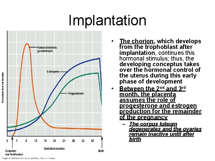 Implantation • The chorion, which develops from the trophoblast after implantation, continues this hormonal