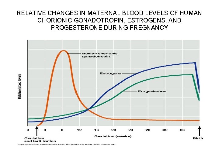 RELATIVE CHANGES IN MATERNAL BLOOD LEVELS OF HUMAN CHORIONIC GONADOTROPIN, ESTROGENS, AND PROGESTERONE DURING